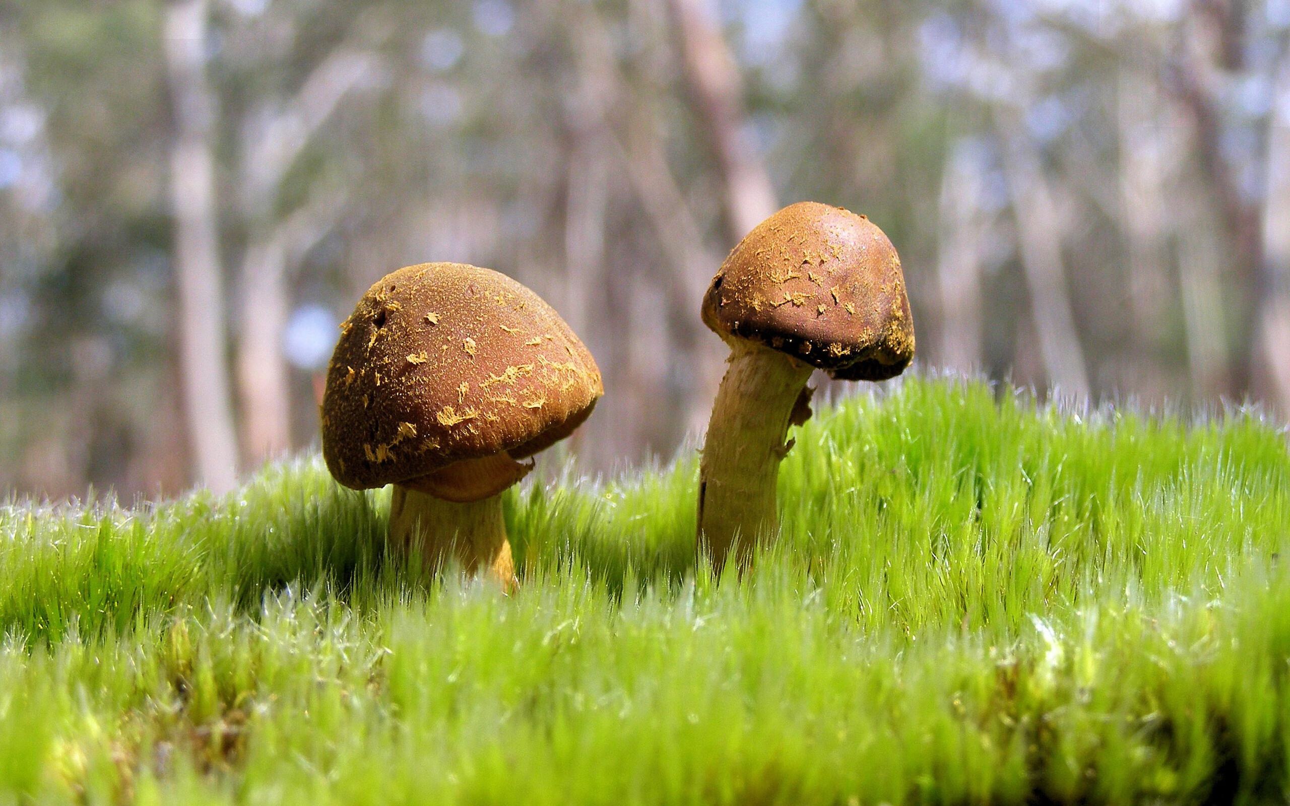 “沙漠之王:车队在金色海洋上的激烈角逐”,沙漠车队电影