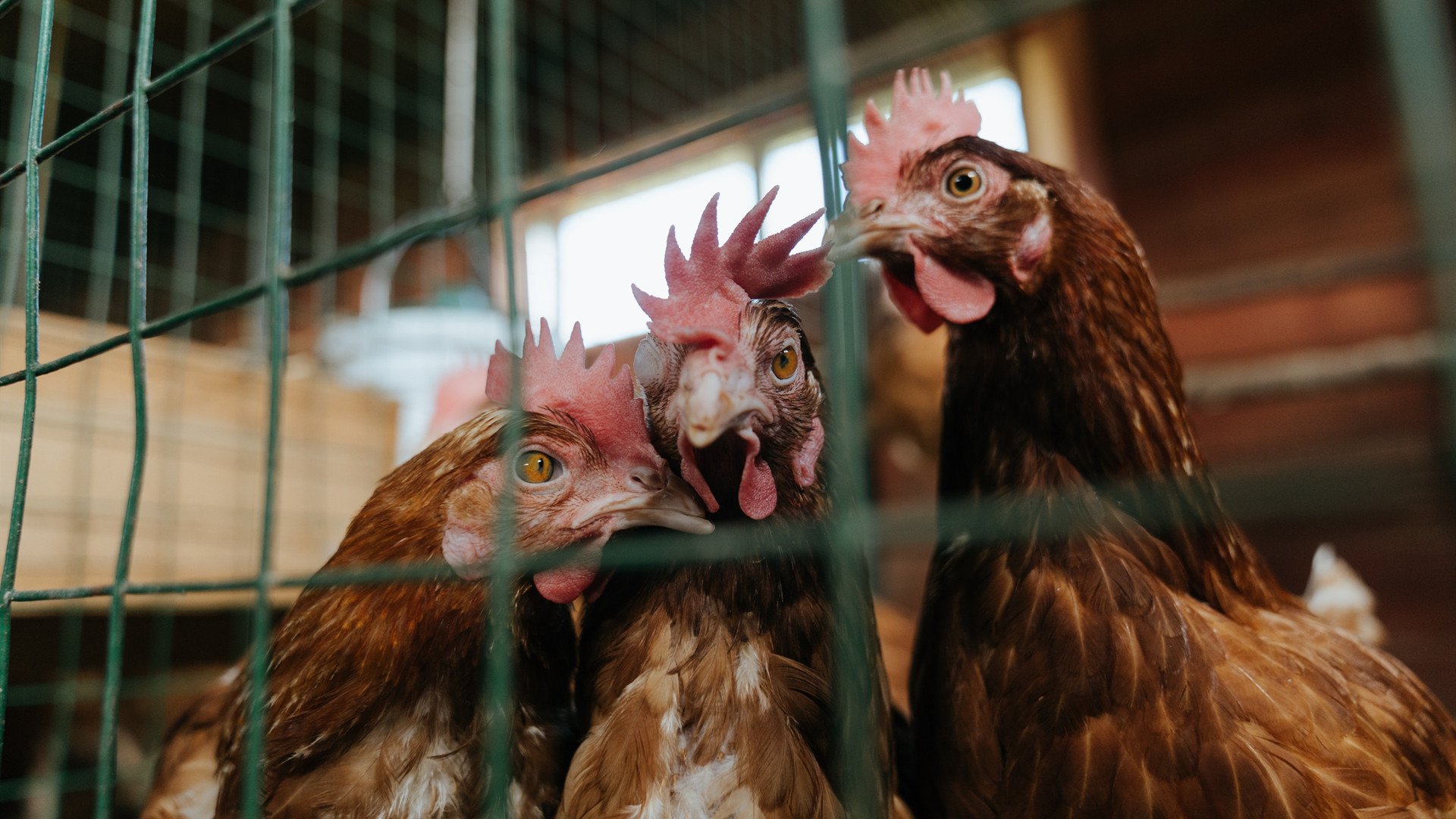 【规则激发创新】未来棒球的战术会有怎样的不同?,棒球战术分析