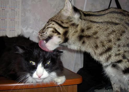 开云官网-世界网球大奖赛落幕，中国选手双打折桂，2021年世界网球比赛