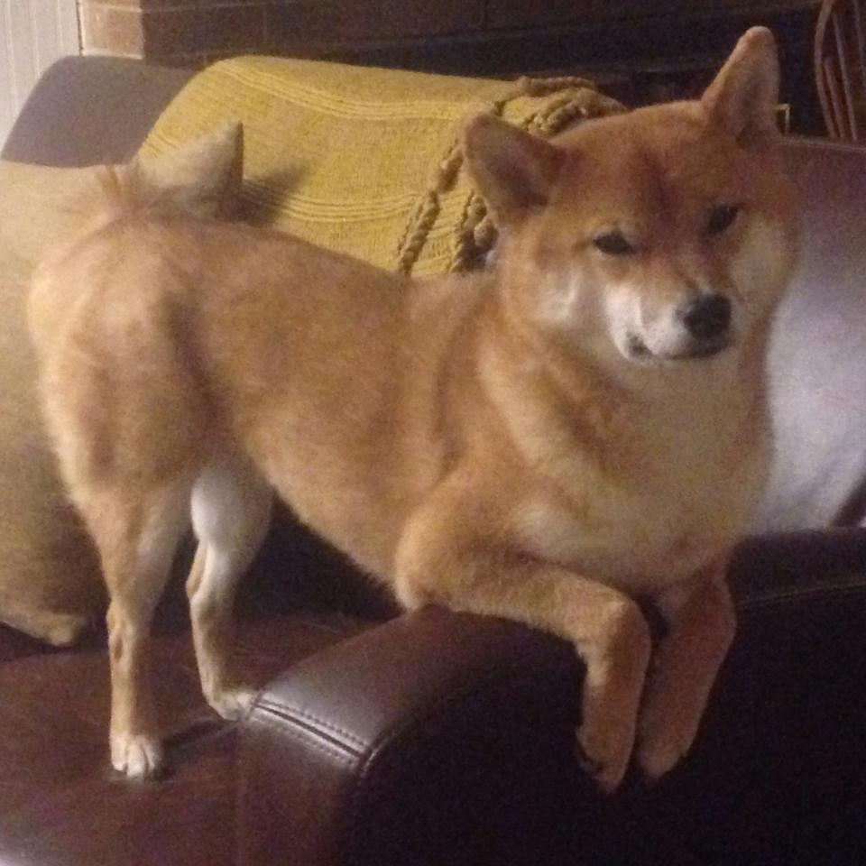 传奇“星梦”之旅:从少年到巨星的励志故事,星梦传奇歌曲