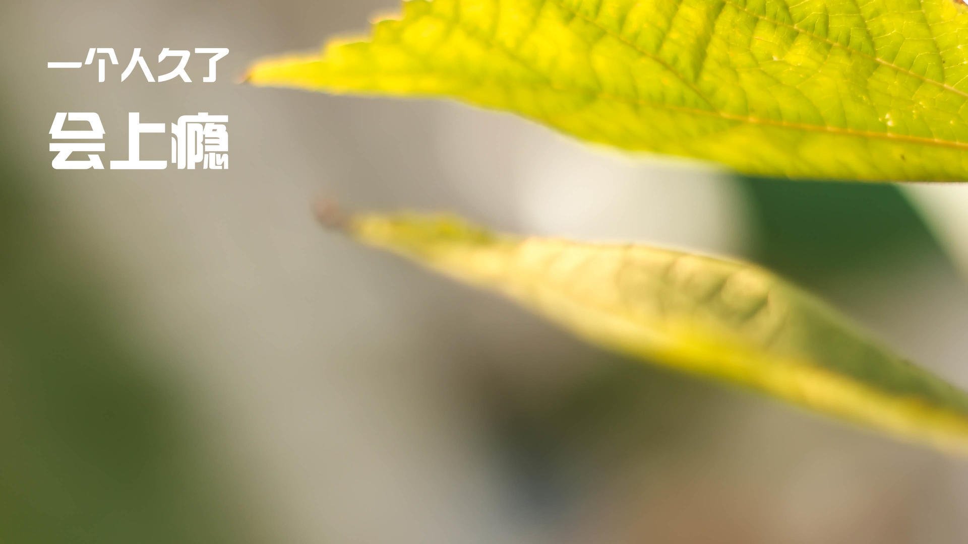 哈兰德连续23场破门,英超火力全开再创新高,哈兰德未来锁定六大顶豪_3英2西1意 切