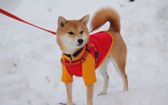 Kaiyun(中国)开云-特色夜空星光跑，夜运动的新鲜体验，夜光星空壁纸