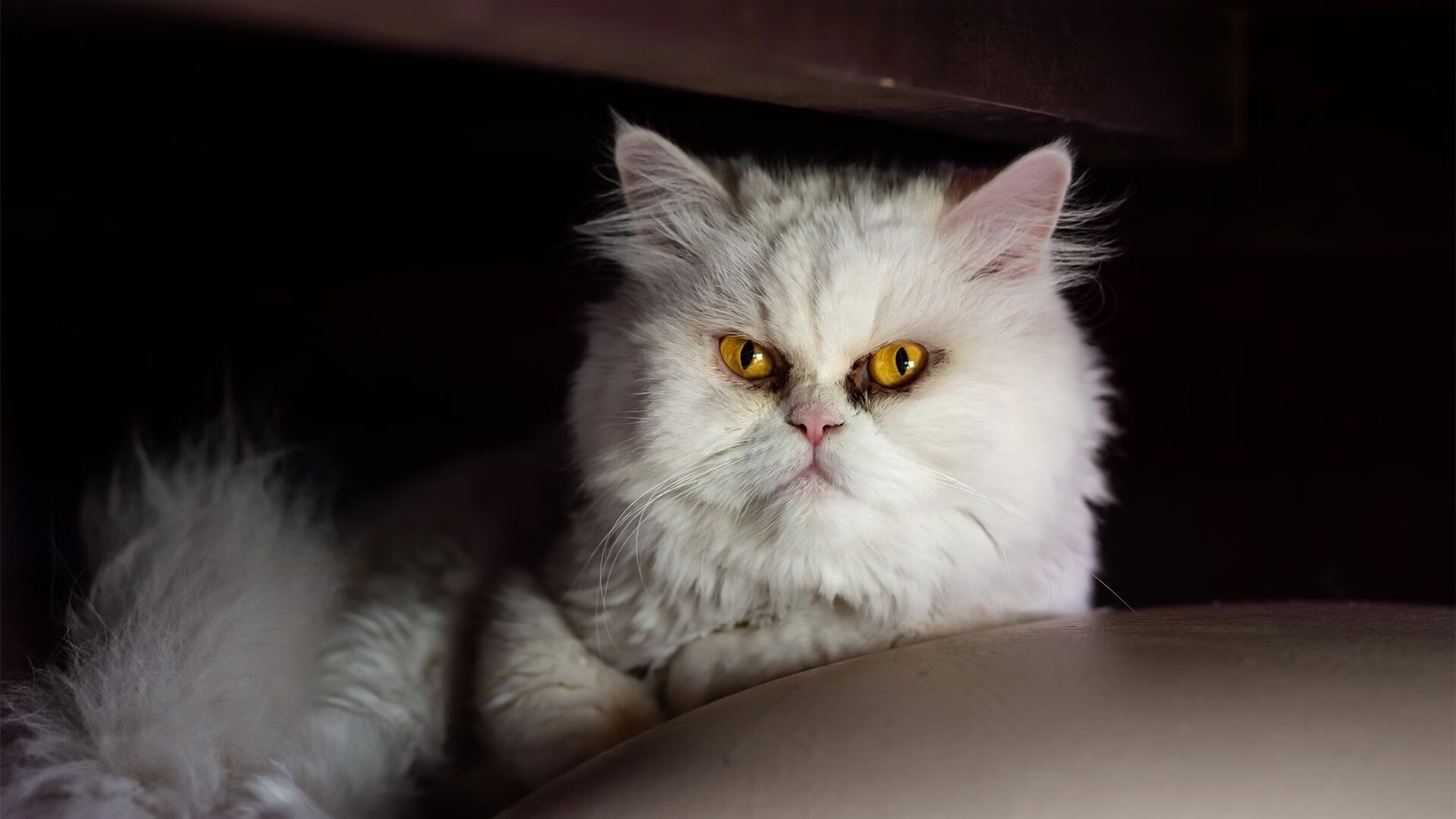 球迷“投票”最喜欢的欧冠经典瞬间,欧冠球迷交流群