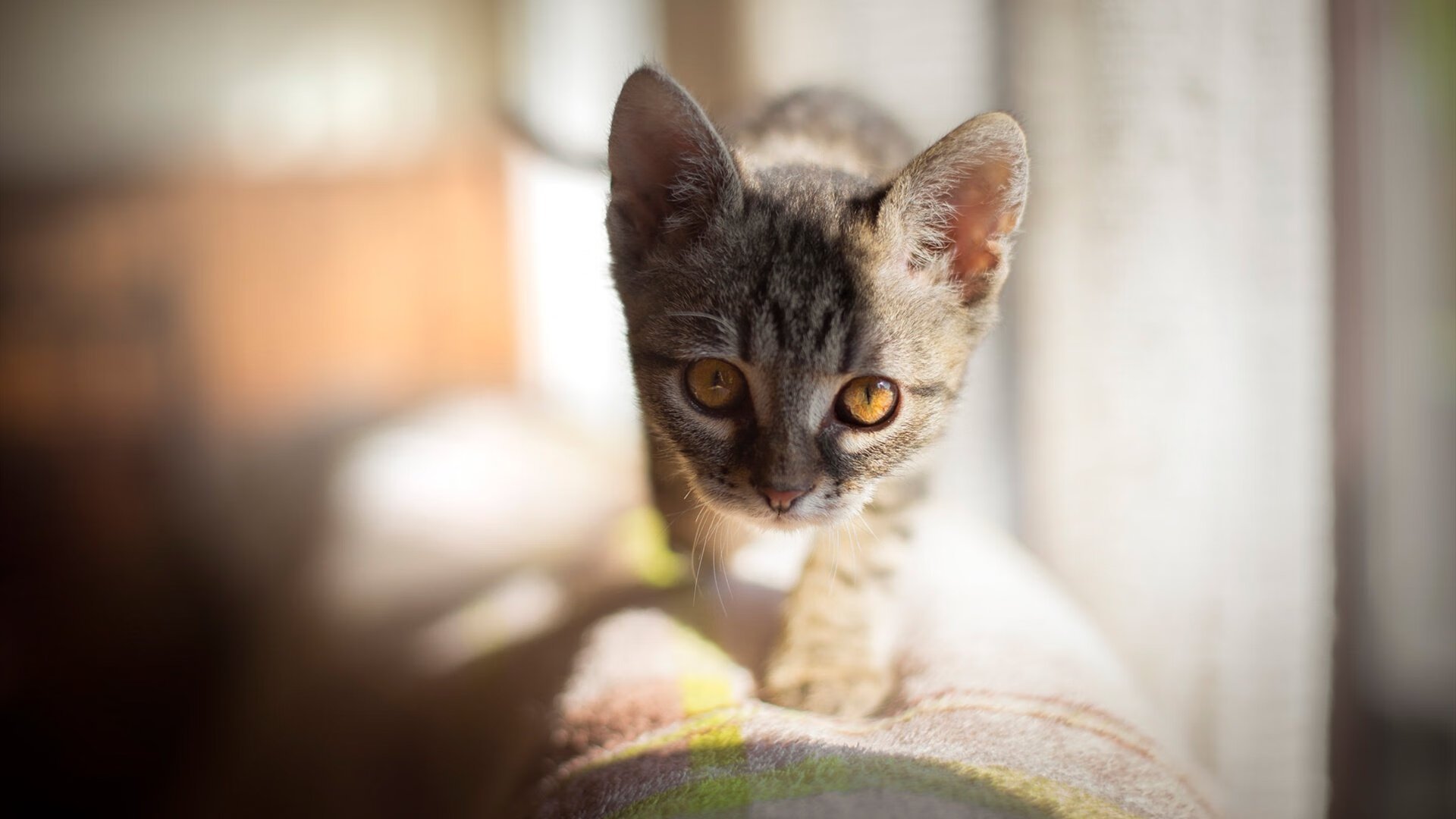 开云体育-篮球赛事直播画质优化助力赛事推广，篮球赛直播方案