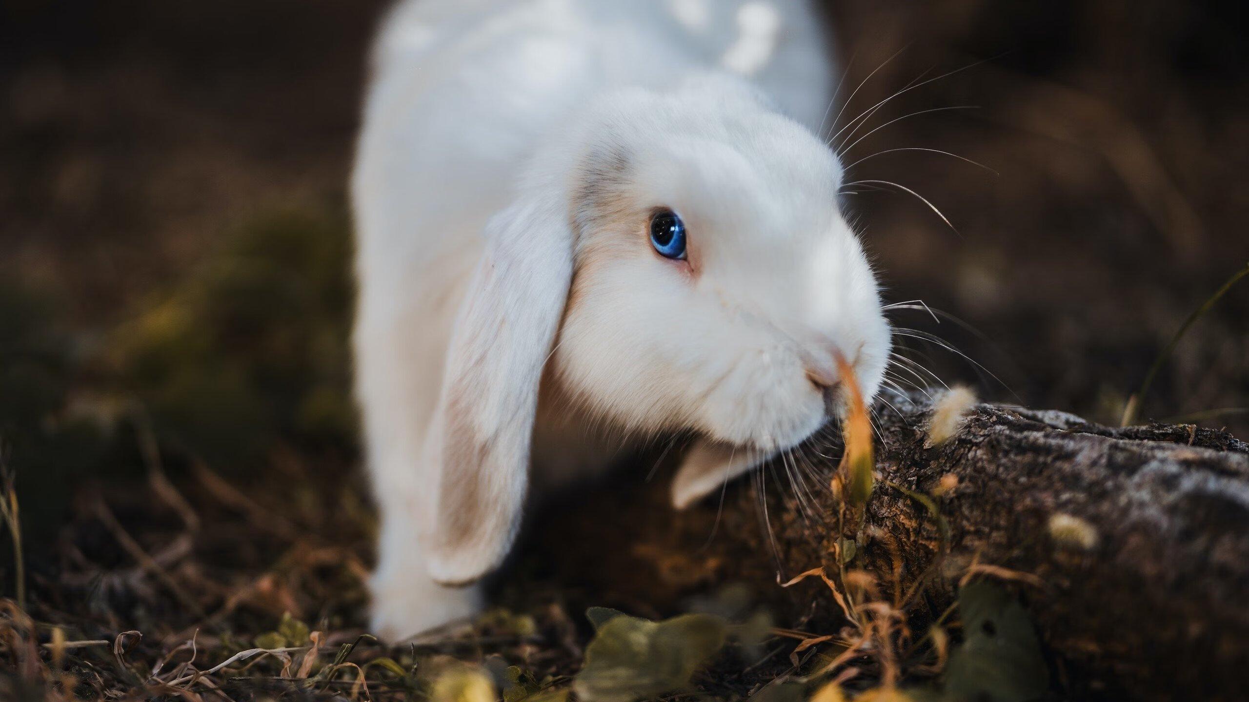 篮球赛事直播画质优化助力赛事推广,篮球赛直播方案