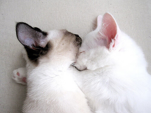 勇士惜败掘金，系列赛焦点战中库里连续抢断建功，勇士库里经典比赛