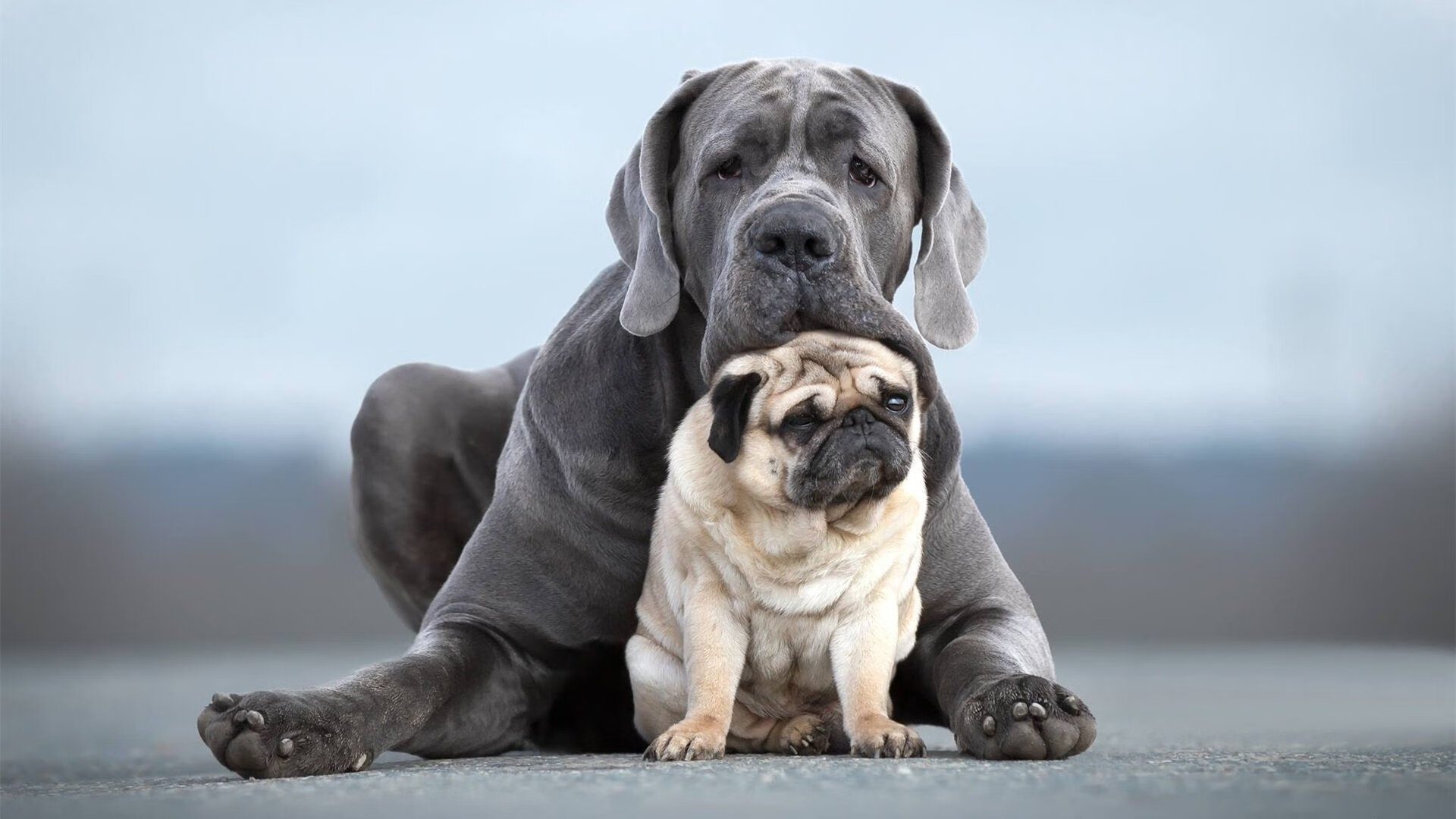 北京国安战术打法多样化，北京国安对战